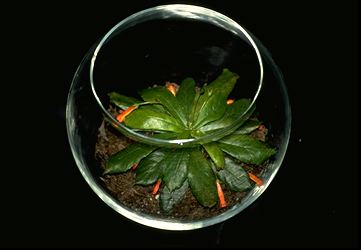 Gesneria cuneifolia 'Quebradillas' (12882 bytes)