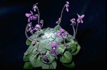 Petrocosmea flaccida (15520 bytes)