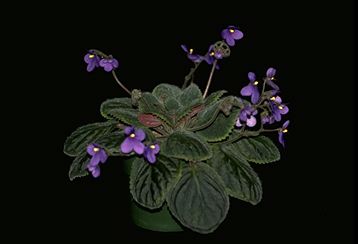 Saintpaulia velutina (10442 bytes)