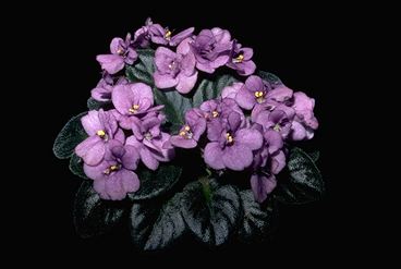 Saintpaulia 'Rob's Fuddy Duddy' (14655 bytes)