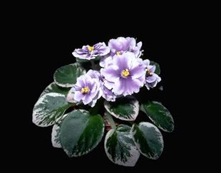 Saintpaulia Blueberry Candy' (11275 bytes)