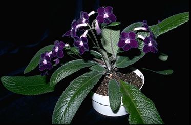 Streptocarpus'Kim' (18937 bytes)