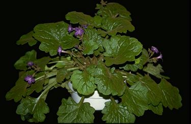 Primulina tabacum (17575 bytes)