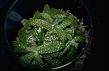 Nautilocalyx pemphidius (21643 bytes)