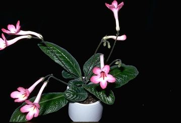 Streptocarpus 'Petite Pink' (12857 bytes)
