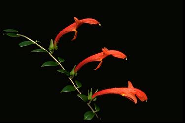 Columnea oertstediana (color print) (8111 bytes)