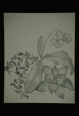 Ink Illustration (12079 bytes)