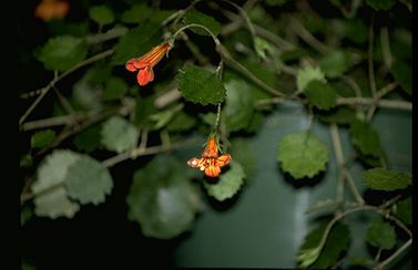 Rhabdothamnus solandri (14351 bytes)