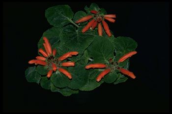 Sinningia cardinalis (9701 bytes)