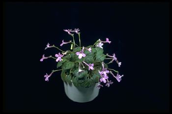 Sinningia pusilla (8316 bytes)
