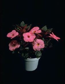 Achimenes 'Tetra Rosa Traum' (7643 bytes)