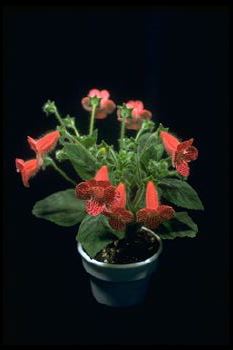 Kohleria 'Empress' (9770 bytes)