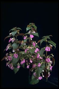 Achimenes 'Camille Brozzoni' (14737 bytes)
