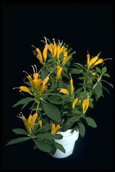 Aeschynanthus hildebrandii 'Topaz' (13463 bytes)