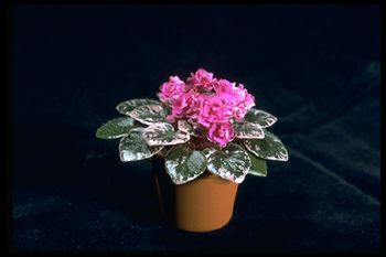 Saintpaulia 'Petite Ruby' (10407 bytes)