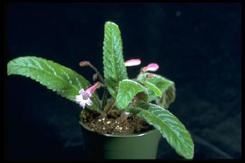 Streptocarpus 'Cape Beauties' (11409 bytes)