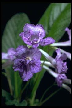 Streptocarpus 'Al's Pal' (13461 bytes)