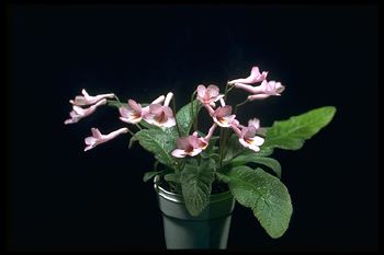 Streptocarpus 'Bristol's Luv It' (10109 bytes)
