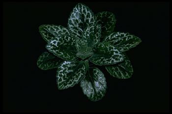 Chirita sinensis (dwarf) (10804 bytes)