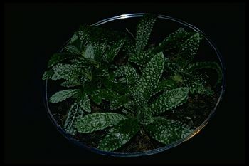 Nautilocalyx pemphidius (14001 bytes)