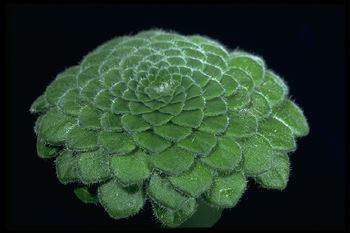 Petrocosmea duclouxii (13419 bytes)