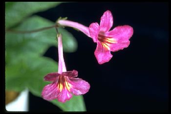Streptocarpus 'Texas Fantasy' (10679 bytes)