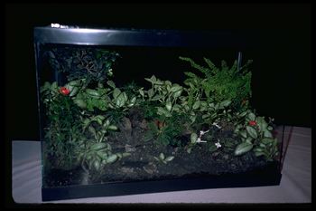 Terrarium, Straight-Sided (14287 bytes)