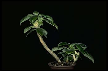 Nautilocalyx sp. nov. (trained) (8640 bytes)