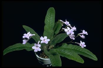 Streptocarpus 'Gator's Tail' (11551 bytes)